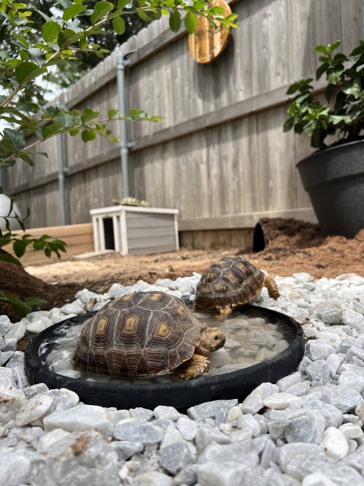 Sulcata Tortoise Enclosure – Kristyn Cole