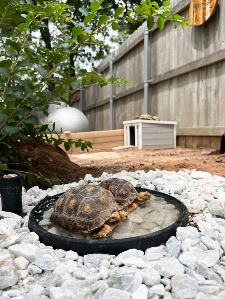 Sulcata Tortoise Enclosure – Kristyn Cole