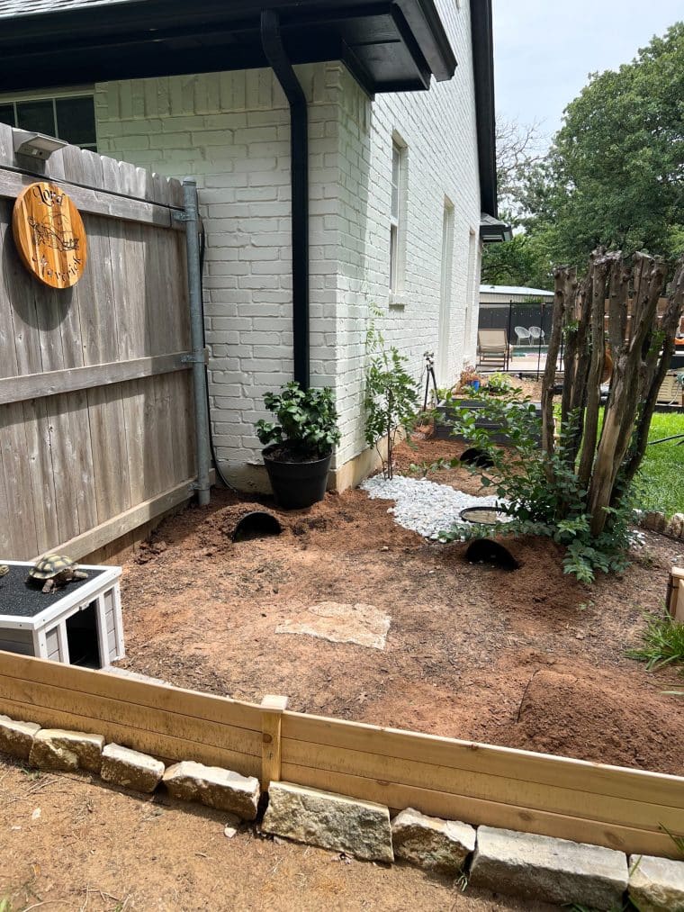 Sulcata Tortoise Enclosure Kristyn Cole